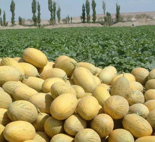 吃货大飞吃哈密瓜视频,味蕾之旅尽享甜蜜诱惑