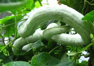 英子吃蛇瓜视频,一场味蕾与勇气的较量