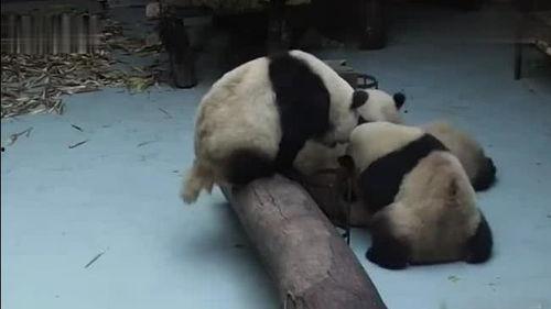 熊猫吃瓜的视频,瓜果飘香，国宝美食时光