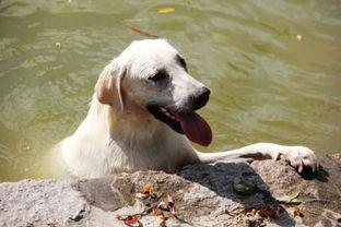 梗犬可以吃哈密瓜吗视频,揭秘哈密瓜的适宜性