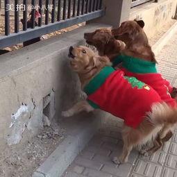 吃瓜黑狗被咬视频播放,视频播放引发网友热议