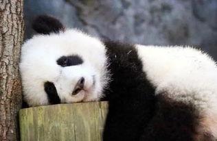 熊猫酷酷吃哈密瓜视频,哈密瓜盛宴萌态十足