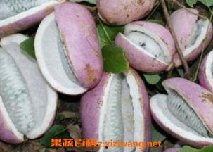 人养的八月瓜可以吃吗视频,揭秘人养八月瓜的食用奥秘