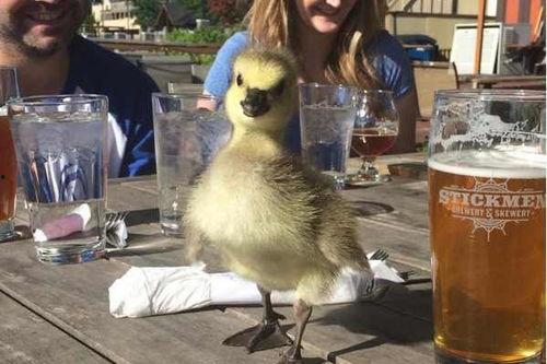 吃瓜鹅的搞笑视频,笑料百出，欢乐无限