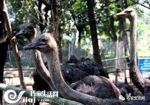 张老三吃鸵鸟瓜视频大全,趣味横生的美食探险之旅