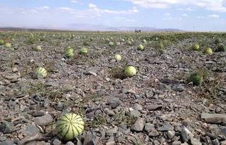 戈壁滩农民吃瓜视频,沙漠中的甜蜜生活