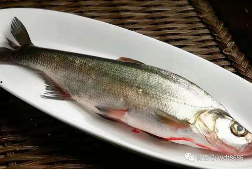 吃八瓜鱼大爆头视频