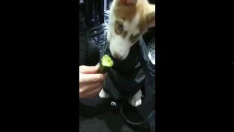 狗打架吃瓜视频大全,盘点那些搞笑又激烈的狗狗打架吃瓜瞬间