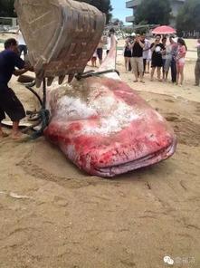 福建渔民吃瓜事件视频,揭秘渔民真实生活与争议瞬间