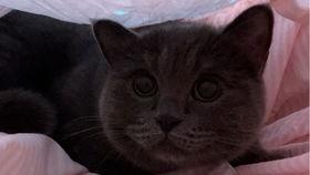 猫喜欢吃玉瓜吗视频,它们真的爱吃吗？