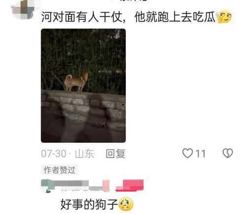 看热闹的吃瓜狗子视频是真的吗,真相还是炒作？