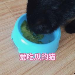 猫咪吃瓜录视频,萌宠瓜界新秀
