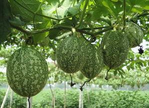 吊瓜吃馅儿怎么做好吃视频,美味家常新吃法