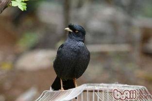 八哥吃瓜搞笑视频,笑料百出引人捧腹