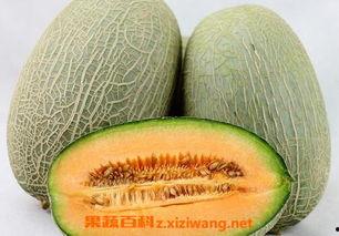 印度男子吃哈密瓜视频大全,趣味视频大盘点