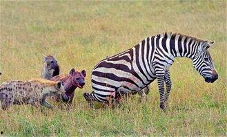 张扬斑马吃瓜视频,趣味横生的动物日常