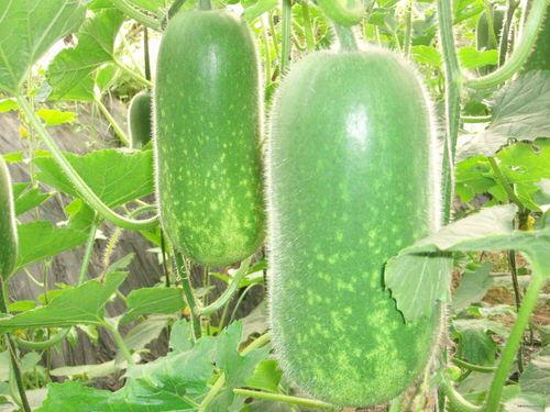 教室吃瓜画画视频大全,趣味盎然的吃瓜画画瞬间大盘点