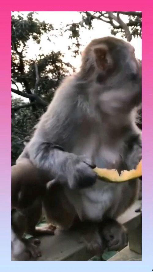 母猴子吃瓜配音视频播放,萌态可掬，笑料百出