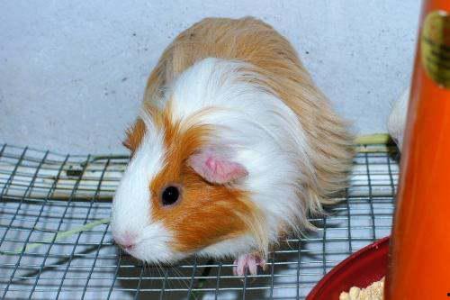 荷兰猪可以吃凉瓜吗视频,荷兰猪适宜食用凉瓜的探索与实证