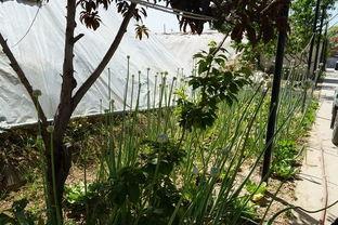 玉渊潭吃瓜视频,一场吃瓜视频引发的全民热议