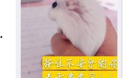 老鼠吃瓜的视频,老鼠偷吃瓜的搞笑瞬间