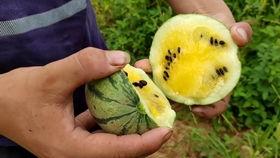 小西瓜吃瓜视频,揭秘娱乐圈幕后故事