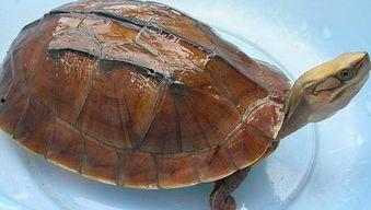 金钱龟吃哈密瓜会死吗视频,金钱龟悲剧事件揭秘