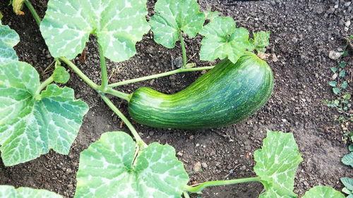 常吃瓠瓜菜对身体好吗视频,揭秘健康饮食新选择
