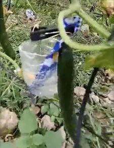 兴化大丰吃瓜事件视频,一场引发热议的网络视频风波