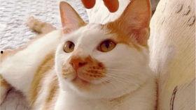 吃瓜视频吹牛皮,揭秘网红吹牛大揭秘