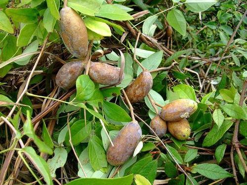 小时候吃八月瓜好吗视频,八月瓜的美味时光