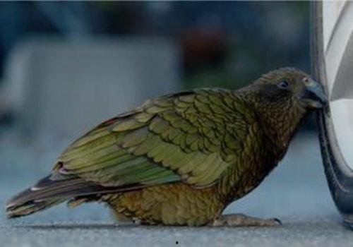 鹦鹉吃哈密瓜视频大全,哈密瓜视频大全趣味盘点