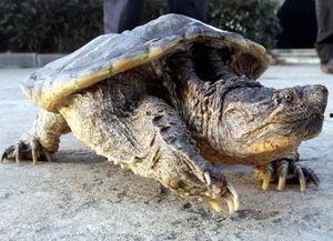 刘大瓜吃鳄龟那段视频,惊险吃播引网友热议