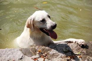 狗吃哈密瓜容易发胖吗视频,哈密瓜成狗狗“增肥神器”？揭秘狗狗吃哈密瓜的真相