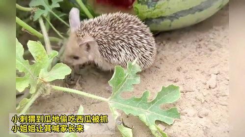 刺猬吃瓜痕迹视频,一场奇妙的自然互动