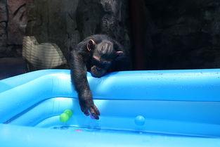 吃瓜像-猩猩视频,动物界的搞笑担当