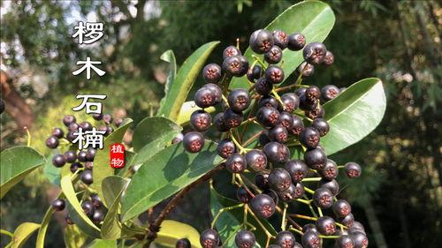 延安楠楠的吃瓜视频