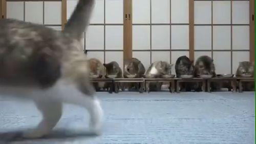 吃瓜鹅的小视频大全,趣味横生的搞笑瞬间集锦