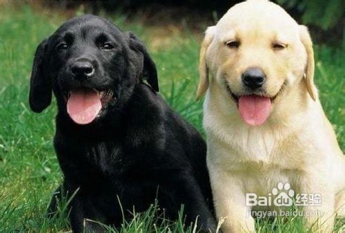 吃瓜的拉布拉多原视频,萌宠搞笑瞬间大盘点