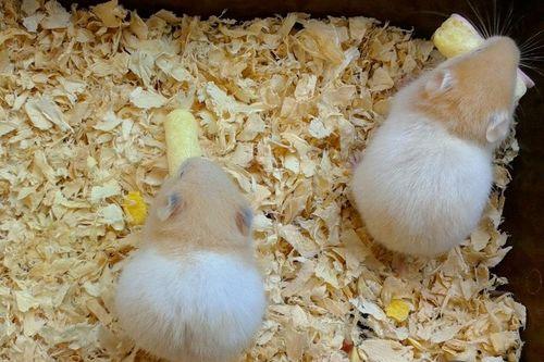 仓鼠敢吃哈密瓜吗视频